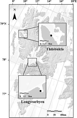 Effects of Detached Seaweeds on Structure and Function of Arctic Intertidal Soft-Bottom Communities